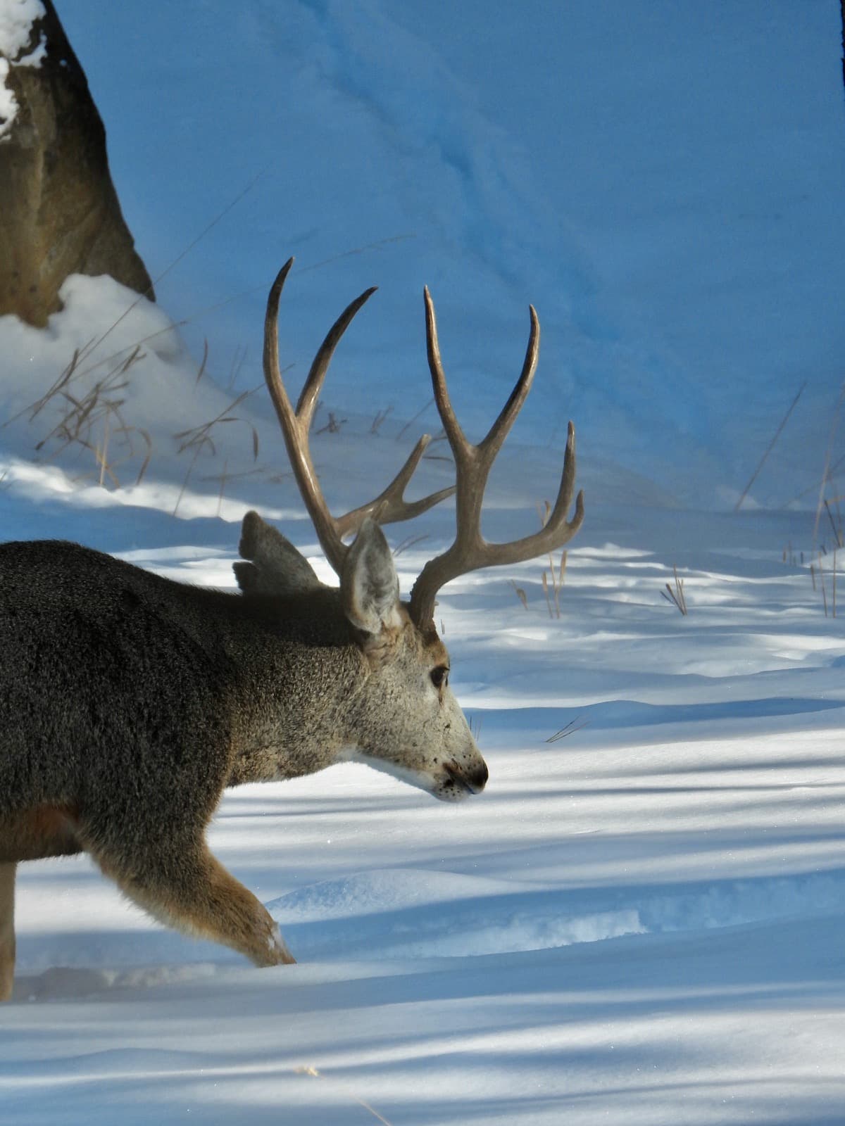 A mule deer buck wading through fresh snow